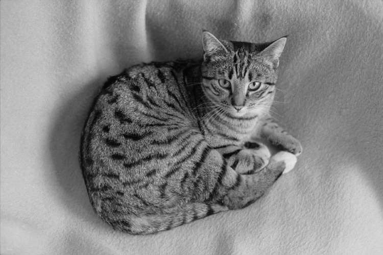 Ein Bild, das Katze, gestreift, drinnen, Hauskatze enthält.

Automatisch generierte Beschreibung